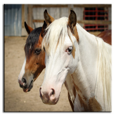Image Images Peintures Impression Art Imprimé Rembourrage Culture "Abstrait" Cheval G93094