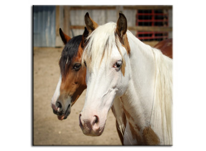 Image Images Peintures Impression Art Imprimé Rembourrage Culture "Abstrait" Cheval G93094