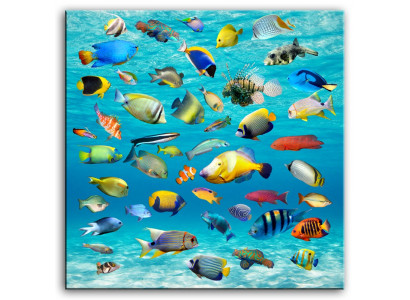Image Images Peinture Impression Art Impression Tapisserie Culture Mer Océan Espèces de poissons
