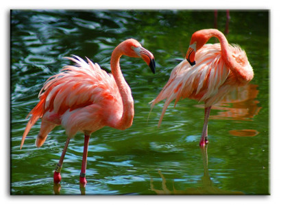 Image Images Peintures Impression Impression Tapisserie Culture "Abstrait" Oiseau G93476