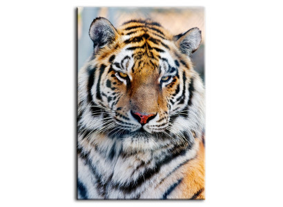 Image Images Peintures Impression Impression Tapisserie Culture "Abstrait" Tigre G92787