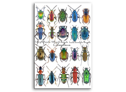 Image Images Peintures Impression Art Impression Tapisserie Culture "Abstrait" Beetle G93320