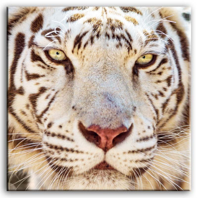 Image abstraite de designer photos peinture abstraite de cadre de châssis de tigre d'art 92837