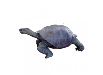 Figurine de tortue Statues de décoration Sculpture Figures décoratives de jardin 60x140cm nouveau