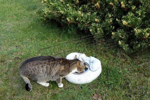 Fontaine d'eau potable, récipient à boire pour chat, récipient à boire pour client.