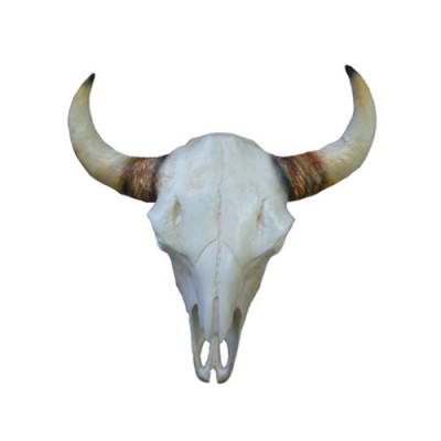 Crâne de taureau Sculptures murales Hauteur 64 cm Figurine déco Squelette Crâne