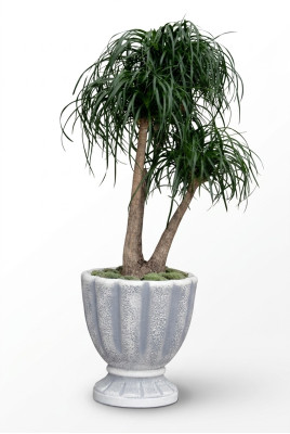 Boîte de pots de fleurs pour pots de fleurs décoratifs XXL en béton pour jardin et terrasse