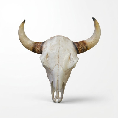 Crâne de taureau Sculptures murales Hauteur 64 cm Figurine déco Squelette Crâne