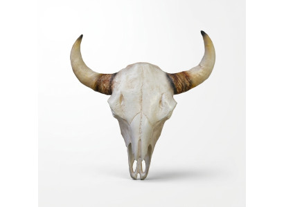 Crâne de taureau Sculptures murales Hauteur 64 cm Figurine déco Squelette Crâne